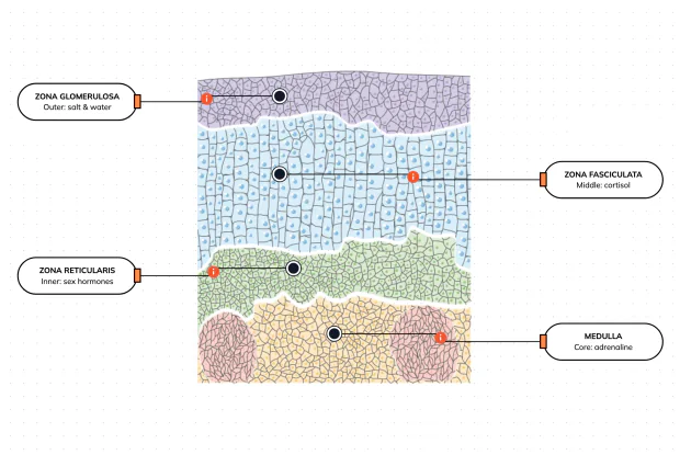 Three stacked cortex zones and a core, each making its own hormone