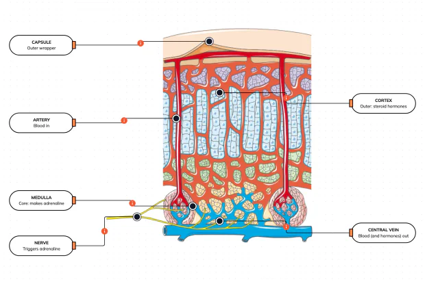 An outer cortex, an inner medulla, and the blood and nerves that supply them