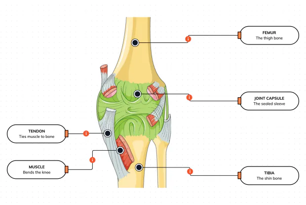 Turn the knee around and look behind it — the sealed sleeve that wraps the joint, and the muscles and tendons that cross the soft hollow you call the knee pit