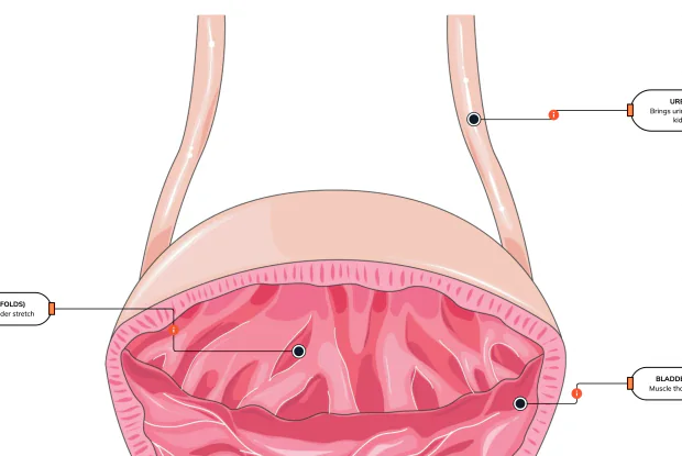 The stretchy muscular bag that holds your pee until you're ready