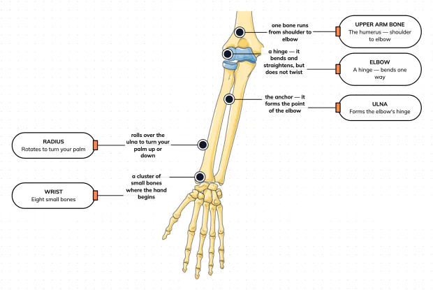 One bone up top, two below — label the arm and see why that split is what lets you both lift and twist