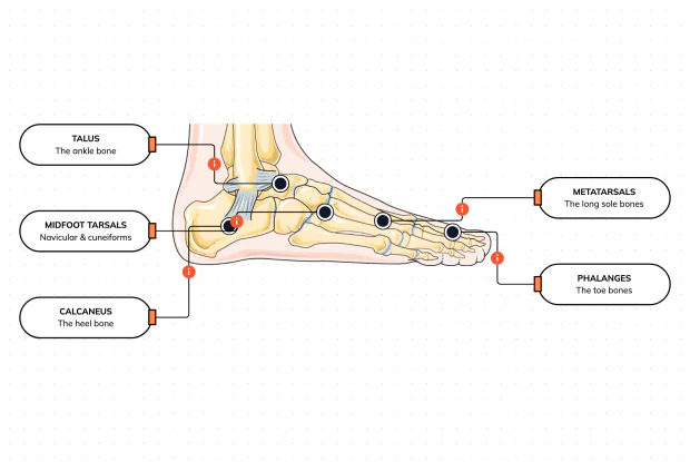 Twenty-six bones in three groups — label the foot and see how it carries your weight and springs you forward
