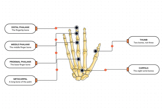 Twenty-seven bones in three groups — label the hand and see why the thumb is the odd one out