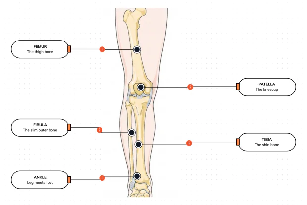 One bone in the thigh, two in the shin — label the leg and see how it carries your whole body