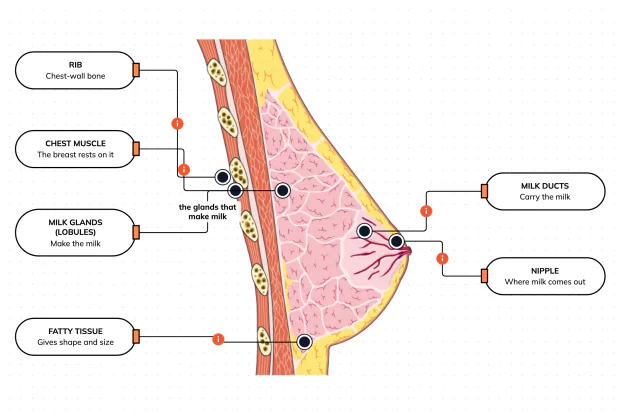 Milk glands, ducts and fat, resting on the muscles of the chest
