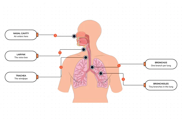 The airways that carry every breath from your nose deep into your lungs