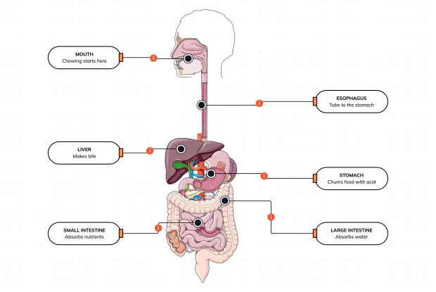 Follow a mouthful of food on its journey through nine metres of tube — chewed, swallowed, churned, absorbed and finally sent out — and meet every organ that works on it along the way