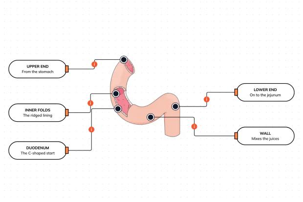 The short, C-shaped first stretch of your small intestine is where the stomach's acid meets the juices of the liver and pancreas — the busiest crossroads in your digestion