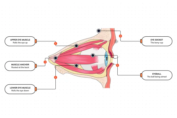 Your eyes dart, flick and follow all day without you thinking — meet the little strap muscles inside the socket that aim each eyeball exactly where you want to look