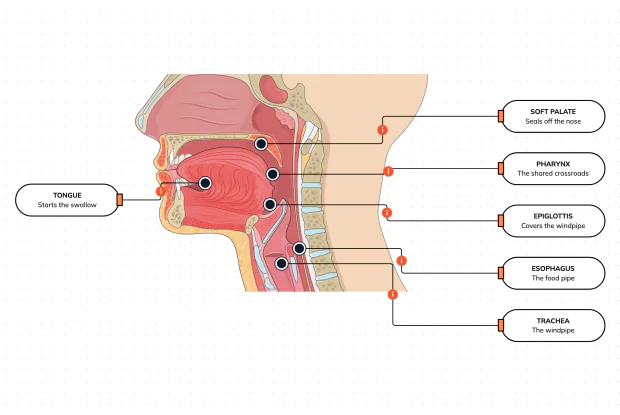 Food and air share the same crossroads in your throat — swallowing is the clever switch that keeps them apart