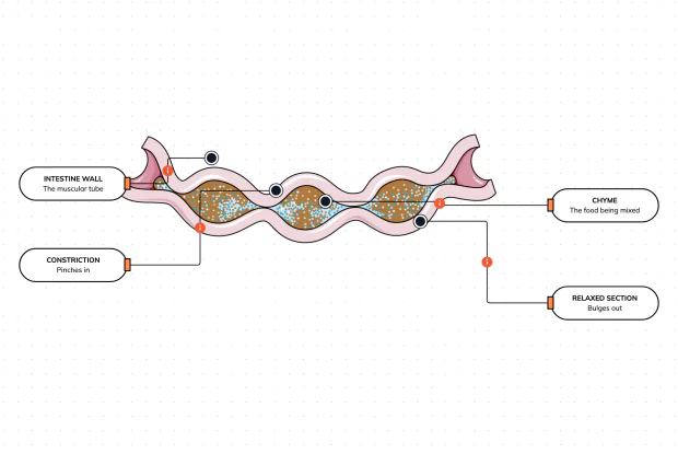 Your gut does not just push food along — it also churns it in place, pinching it into pockets and sloshing it back and forth so every drop meets the juices and the absorbing wall