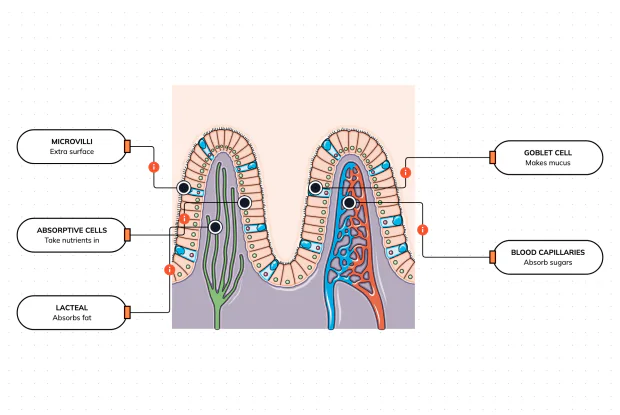 Zoom right into the lining of the small intestine and meet the tiny fingers — the villi — where a digested meal finally crosses out of the gut and into your body