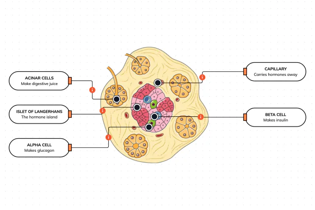 The tiny hormone islands inside your pancreas that control blood sugar