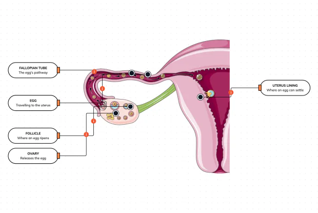 From the ovary, along the tube, to the lining of the uterus