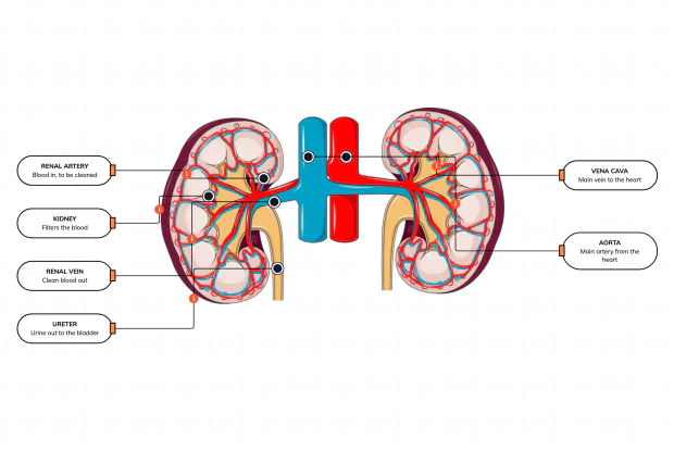 The blood supply that lets your kidneys clean your whole bloodstream