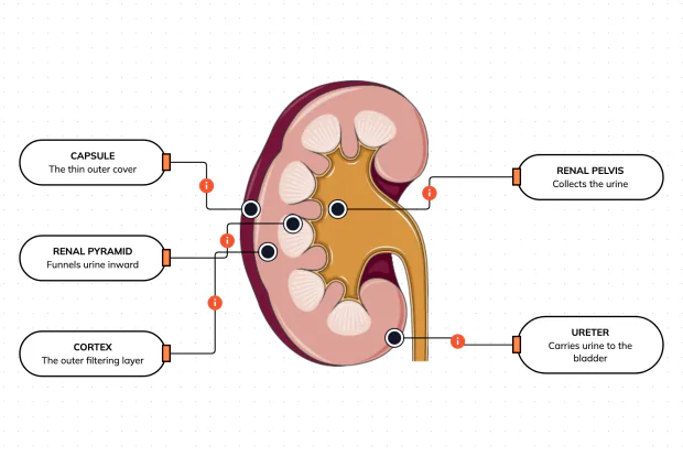 Inside the organ that filters your blood into urine