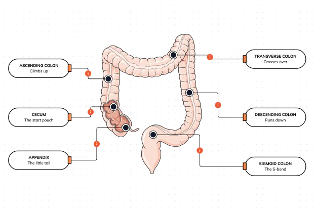 The colon frames your belly like a giant question mark — reclaiming water from the leftovers, forming your waste, and housing trillions of helpful bacteria along the way