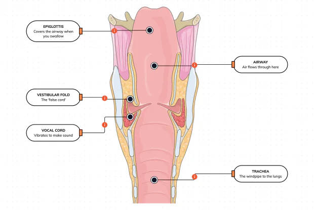 Inside the larynx, where the vocal cords vibrate as air passes through