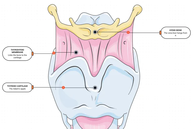 The cartilage frame of the larynx — including the Adam's apple