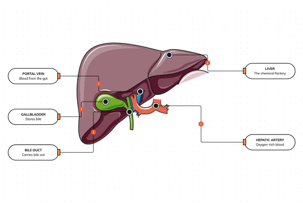 Meet the body's biggest internal organ and its little green sidekick — the chemical factory that cleans your blood, the store of bile beside it, and the two blood supplies that feed it