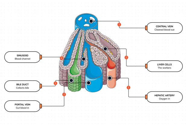 Zoom in past the whole organ to a single tiny liver unit — a lobule — and watch blood trickle past rows of worker cells that clean it and make bile as it flows through