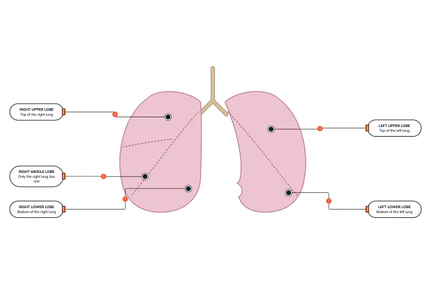 The right lung has three lobes, the left lung has two