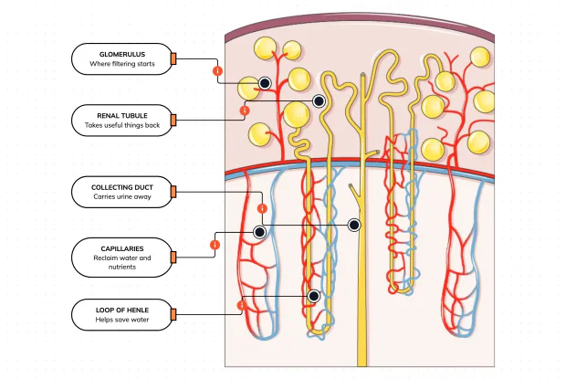 The kidney's tiny filter — you have about a million in each one