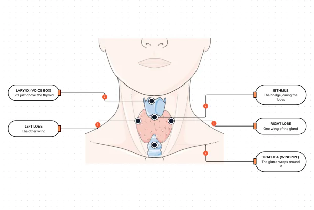 The butterfly-shaped gland in your neck that sets your body's speed