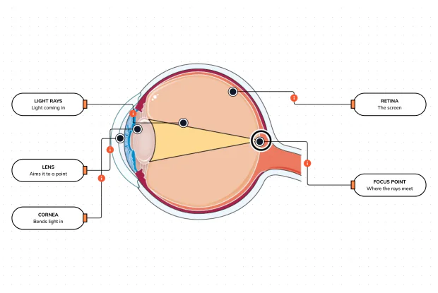 Follow the light rays as they fan into your eye and are bent to meet at a single point — and see what 'being in focus' actually means, landing exactly on the back of the eye