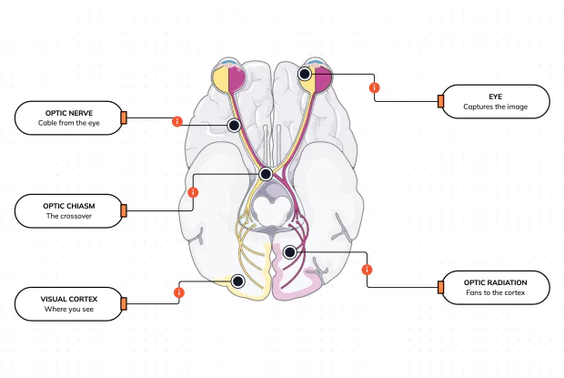 Your eyes only catch the light — you actually see with your brain. Follow the wiring from both eyes, through the crossover where the two views are sorted, to the back of the brain