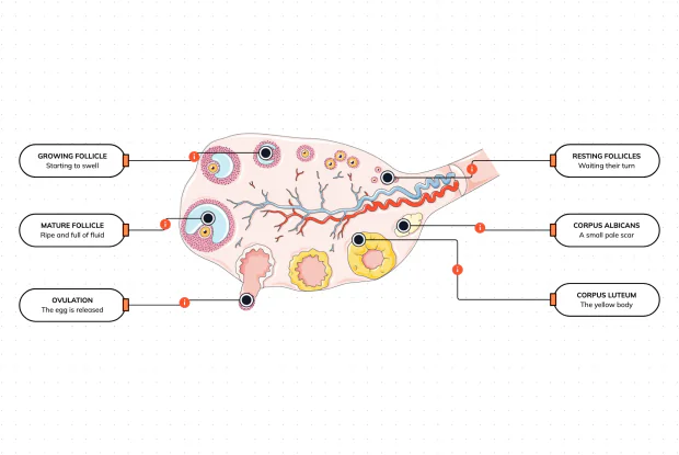 Inside the small organ that ripens one egg at a time