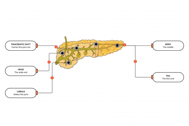 Meet the quiet organ behind your stomach that does two completely different jobs at once — making the juice that digests your food, and the insulin that controls your blood sugar