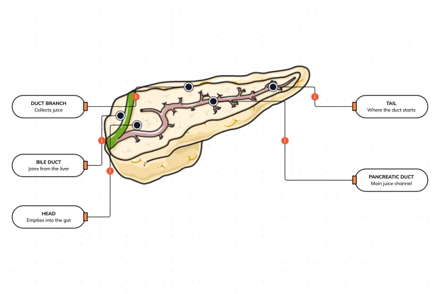 Trace the branching pipework inside the pancreas that gathers digestive juice from the whole gland and pipes it to the gut — meeting the liver's bile duct at a single, fateful exit