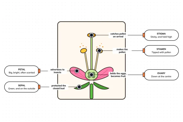 Five parts, one shared job — label the flower and follow how a seed actually gets made