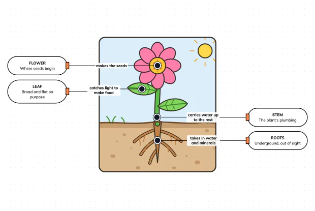 Four parts, four different jobs — label the plant and see why each sits where it does