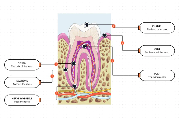 Cut a tooth in half and see the hard armour, the living core, and the roots that anchor it in your jaw