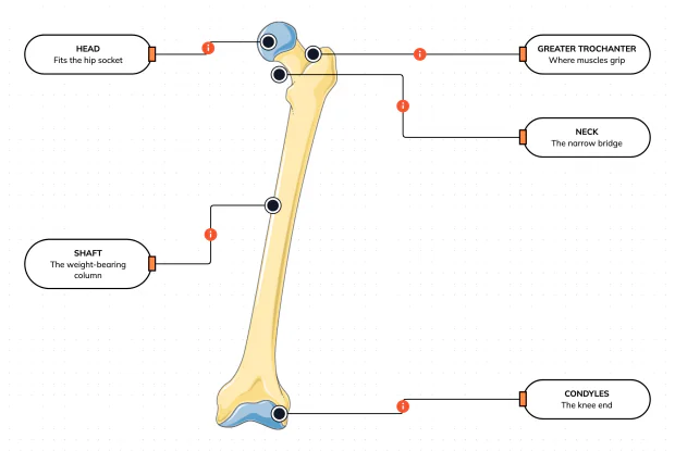 Meet the thigh bone — the longest, strongest bone you own — and learn the five landmarks every doctor names, from the ball at the hip to the knuckles at the knee