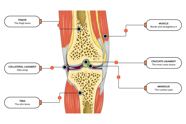 Look inside the biggest, most complicated joint in your body — the two bones that meet, the muscle that moves them, the ligaments that hold them, and the cushion that stops them grinding