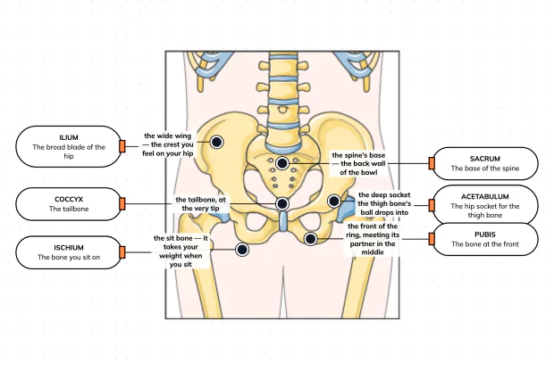 One hip bone, three bones in disguise — label the pelvis and see where you sit, and where your leg plugs in