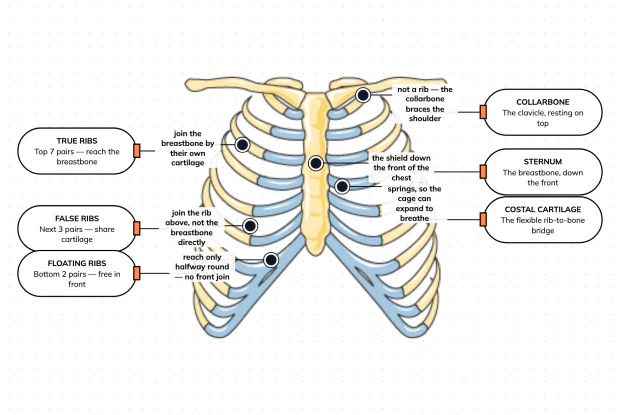Bone, cartilage, and three kinds of rib — label the chest and see how a cage can be both a shield and a bellows