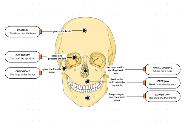One skull, many bones — label the cranium, sockets, cheekbones and jaws, and see why only one of them can move