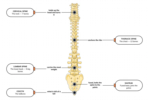 One backbone, five regions — label the spine from the neck to the tailbone and see what each stretch is built to do