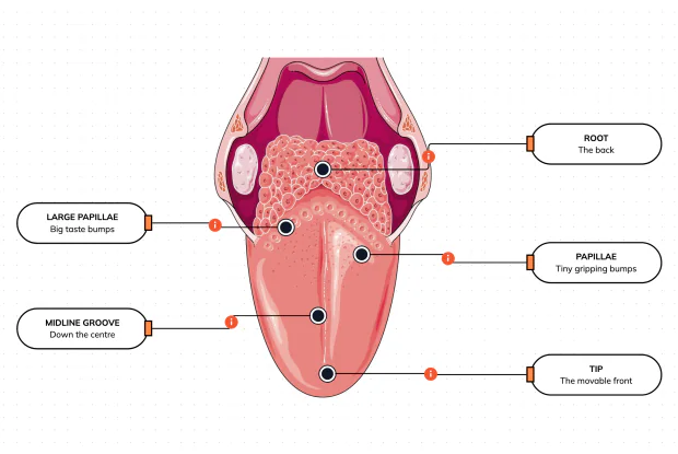 A muscle covered in bumps that tastes your food, moves it around, and helps you speak