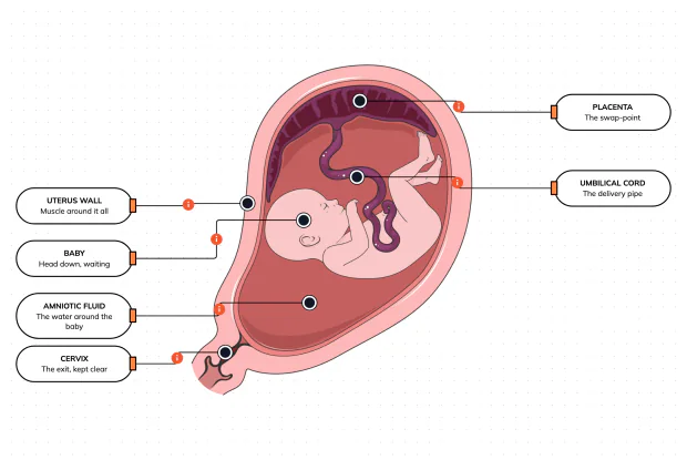 The temporary organ that feeds a baby — and why where it sits matters