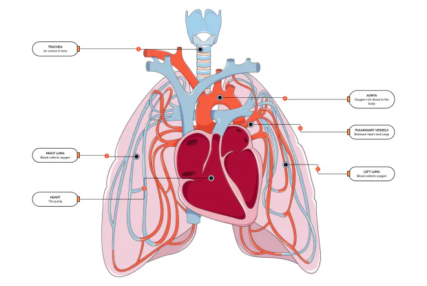 The blood's short trip from the heart to the lungs and back, to pick up oxygen