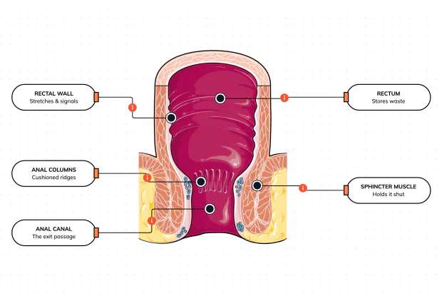 The very end of your gut is a storage chamber with two locks — one automatic, one you control — which is the whole reason you can wait until you reach a toilet