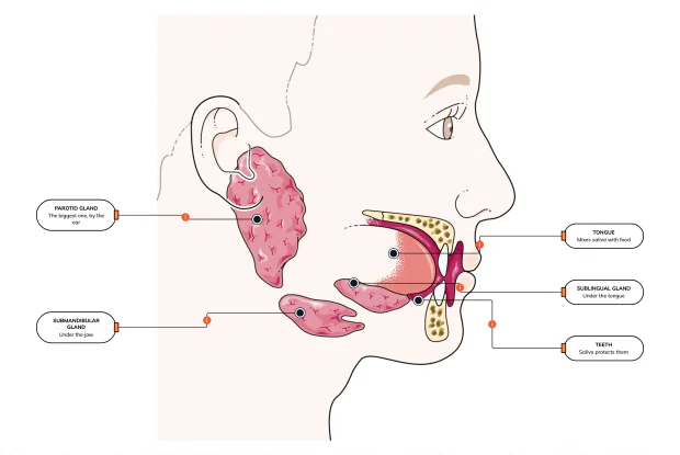 The three pairs of glands that fill your mouth with spit
