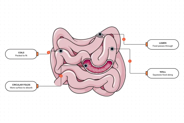 The place where the goodness in your food is actually absorbed is a coiled tube seven metres long, folded and packed to squeeze the most out of every meal