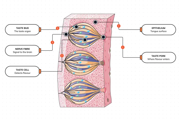 Zoom into the tiny onion-shaped sensors that turn a mouthful of food into a flavour