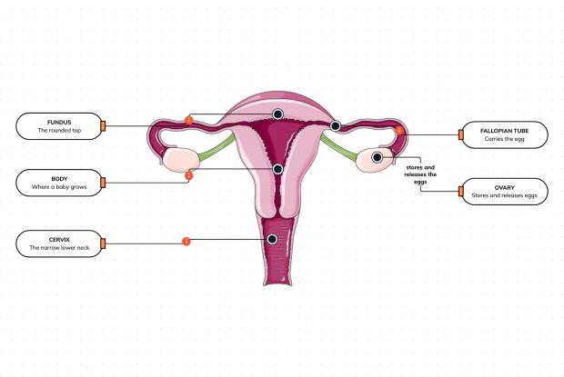 The organ where a baby grows, and the tubes and ovaries beside it